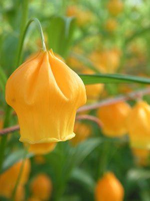 サンダーソニア 奥山隆農園